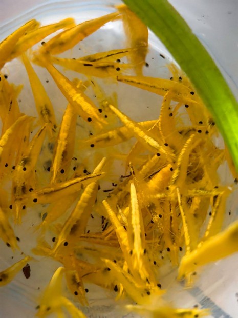 Yellow fire neon garnla