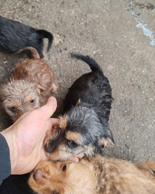 Yorki Havanese mix jelleg kiskutyk