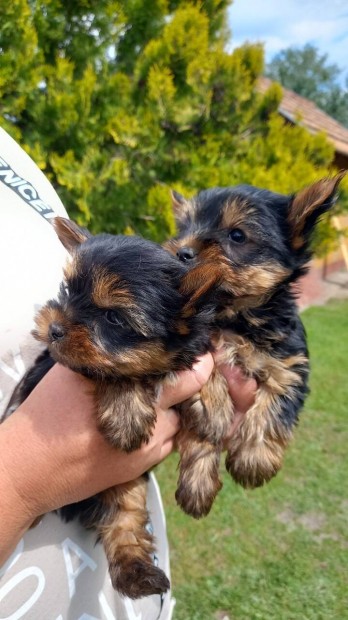 Yorki Kisfiú yorkshire terrier fajtatiszta jellegű kiskutyák