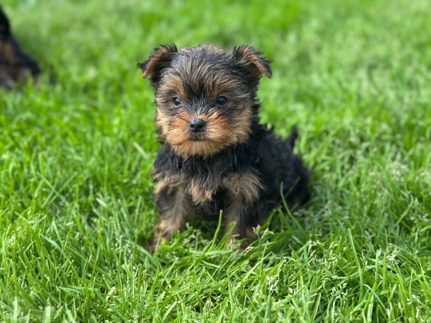 Yorki, Yorkshire Terrier kiskutya gazdisodna