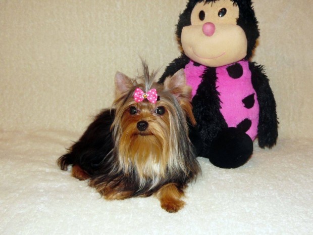 Yorki, Yorkshire terrier garantltan mini kislny trzsknyvvel