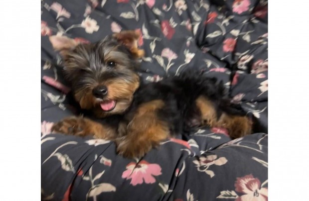 Yorki, Yorkshire terrier kiskutyk eladk!