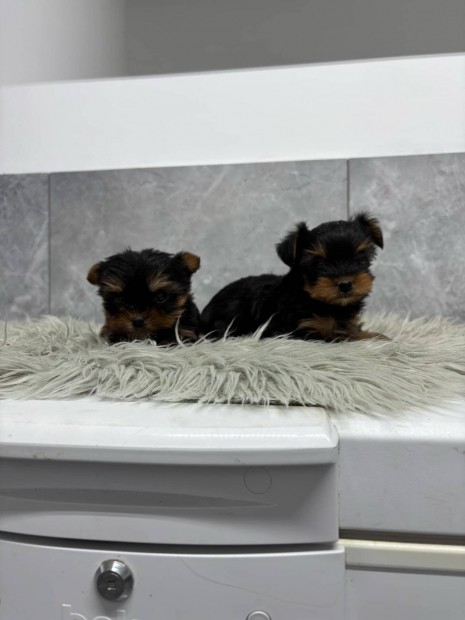 Yorki , yorkshire terrier fajtatiszta jelleg yorkik foglalhatk