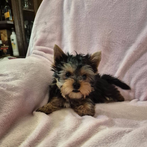 Yorki , yorkshire terrier kisfiú 3 oltással, Budapesti szállítással!