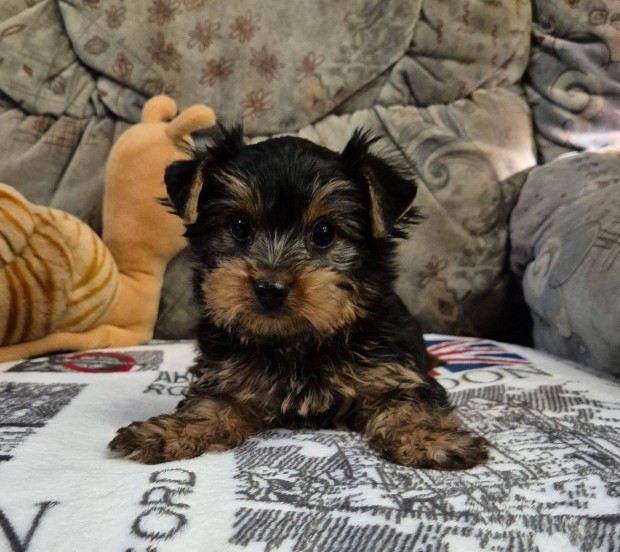 Yorki , yorkshire terrier kisfi Budapesti szllts megoldhat!