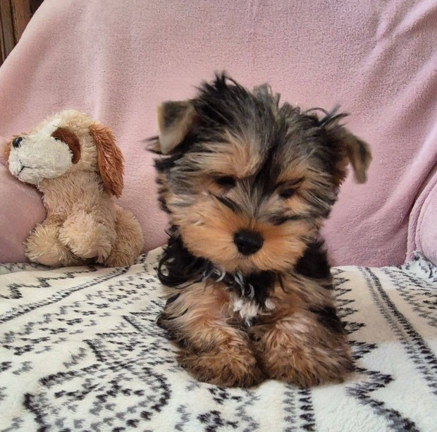 Yorki , yorkshire terrier kisfiú !