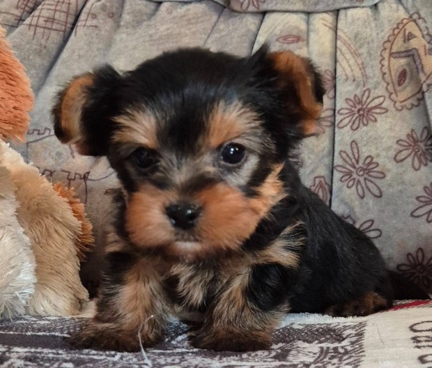 Yorki , yorkshire terrier kisfi foglalhat!