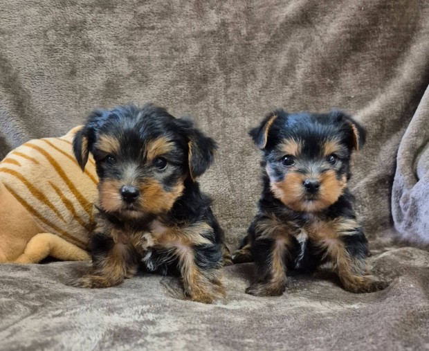 Yorki , yorkshire terrier kisfiúk foglalhatók, Budapesti szállítással
