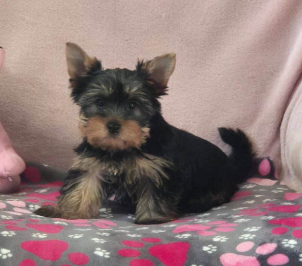 Yorki , yorkshire terrier kislány !