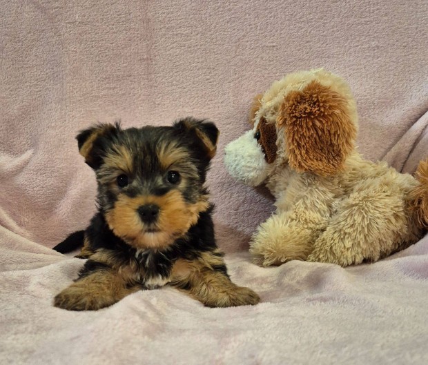 Yorki , yorkshire terrier kislány foglalható!