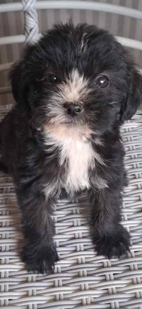 Yorki havanese fajta jelleg ksikutyk ingyen ajndkba