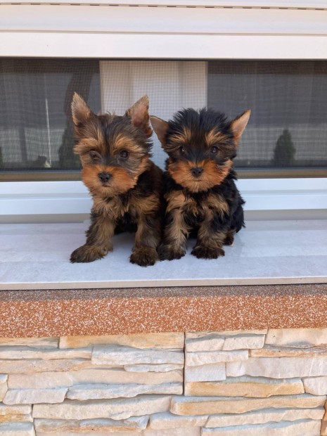 Yorki kiskutyk ingyen
