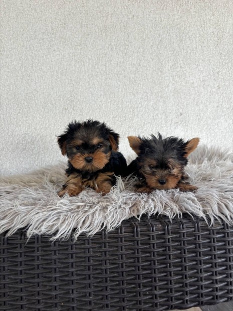 Yorki yorkshire terrier Fajtatiszta jelleg kislnyok