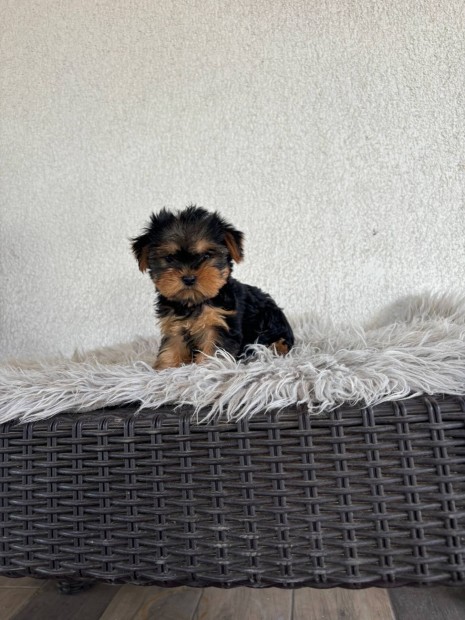 Yorki yorkshire terrier Fajtatiszta jelleg kislnyok