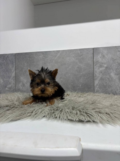 Yorki yorkshire terrier fajtatiszta jelleg kisfik