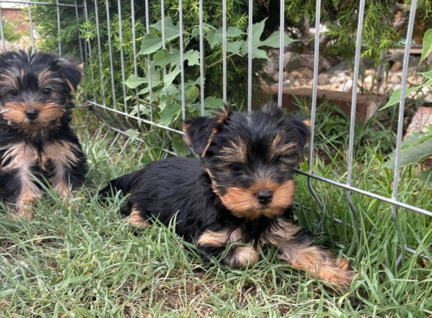 Yorki yorkshire terrier fajtatiszta jelleg kisfik