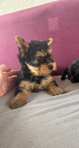 Yorki yorkshire terrier fajtatiszta jellegű kislány