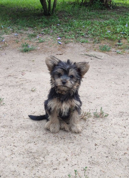 Yorki yorkshire terrier jelleg kiskutya ingyen