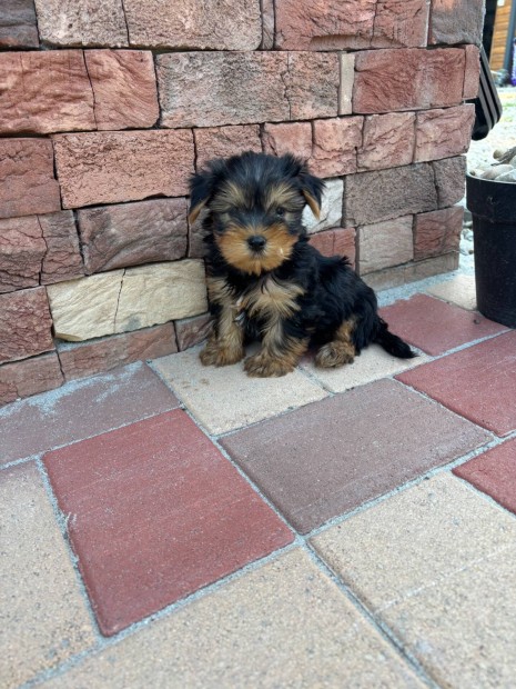 Yorki yorkshire terrier kisfiúk fajtatiszta jellegű