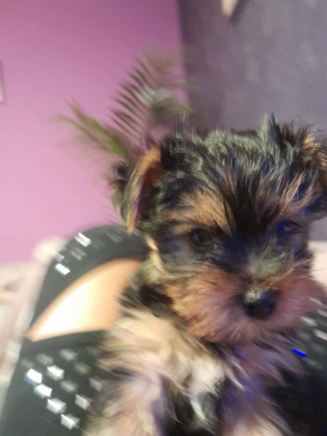 Yorki yorkshire terrier kiskutyk