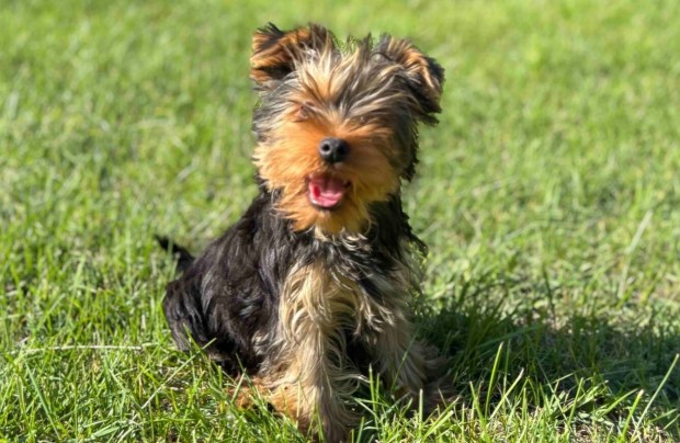 Yorkie, Yorkshire Terrier, yorki fiu kedvencnek