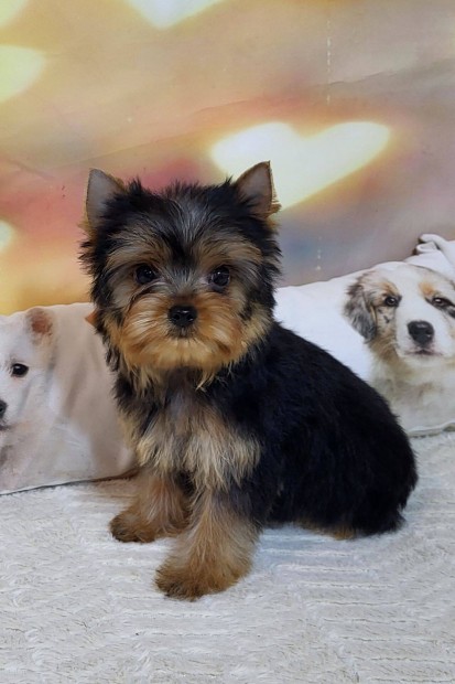 Yorkie, yorkshire terrier, yorki kishlgy