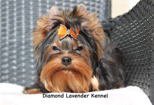 Yorkie, yorkshire terrier kisfiú
