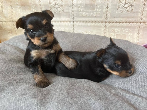 Yorkshire Terrier Fajtatiszta Jelleg Kiskutya