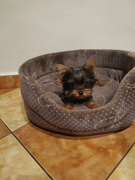 Yorkshire Terrier Fajtatiszta jellegű Kisfiúk