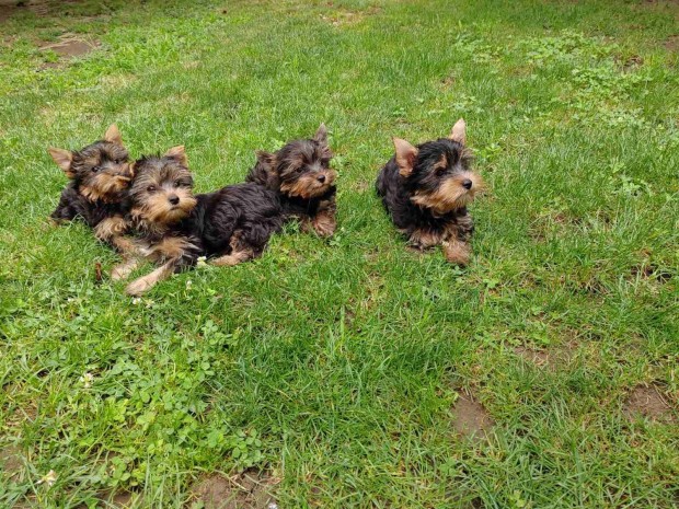 Yorkshire Terrier Fajtatiszta jelleg Kiskutyk