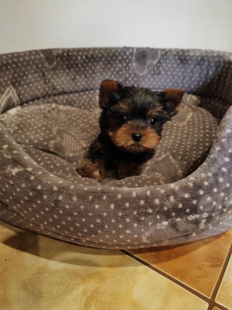 Yorkshire Terrier Fajtatiszta jelleg Kiskutyk