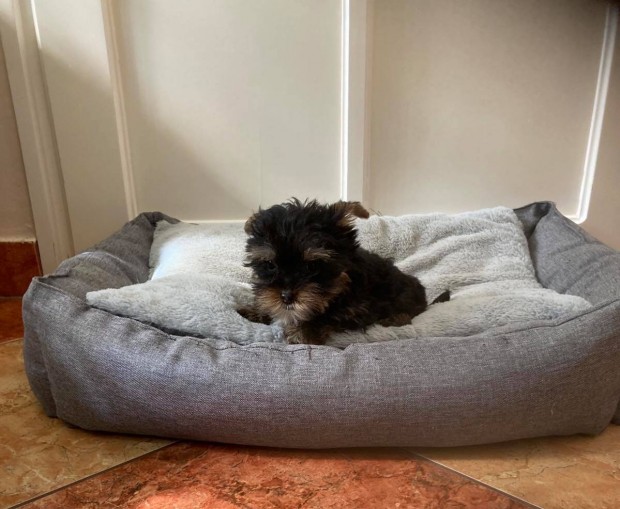 Yorkshire Terrier Fajtatiszta jellegű Kiskutyák