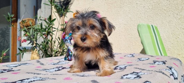 Yorkshire Terrier Kisfiú