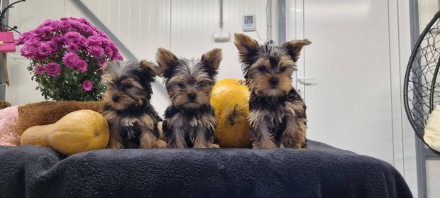 Yorkshire Terrier Kiskutyk!