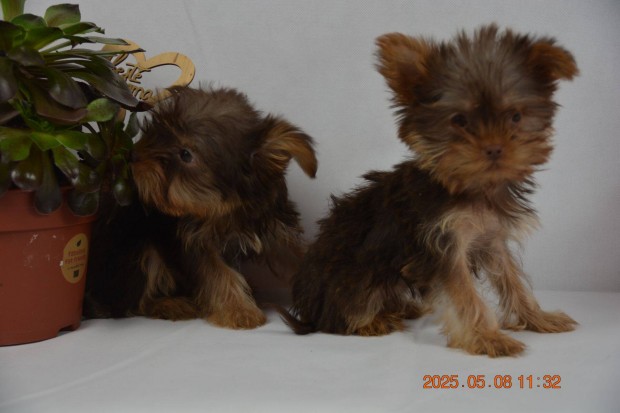 Yorkshire Terrier Mini (Biro)