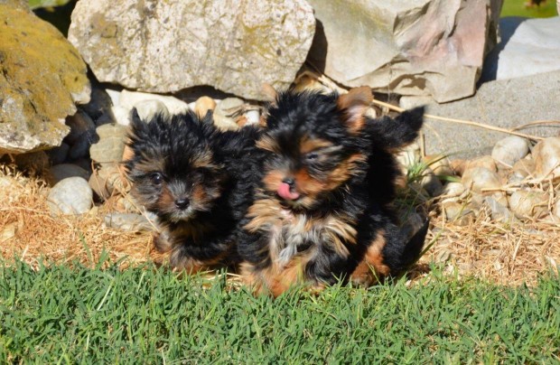 Yorkshire Terrier Mini kiskutyák