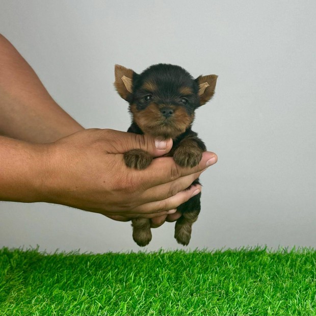 Yorkshire Terrier Yorki kiskutya