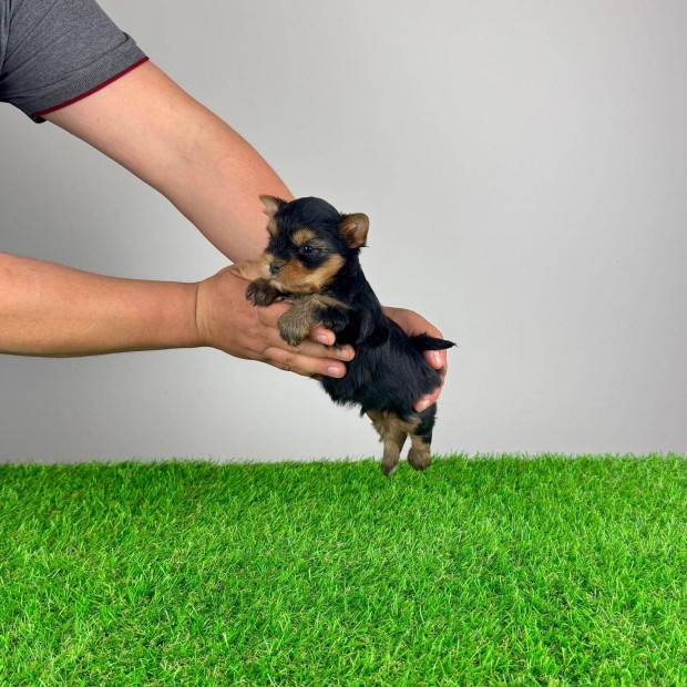 Yorkshire Terrier Yorki törzskönyvvel