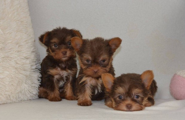 Yorkshire Terrier (Biro) kiskutyák
