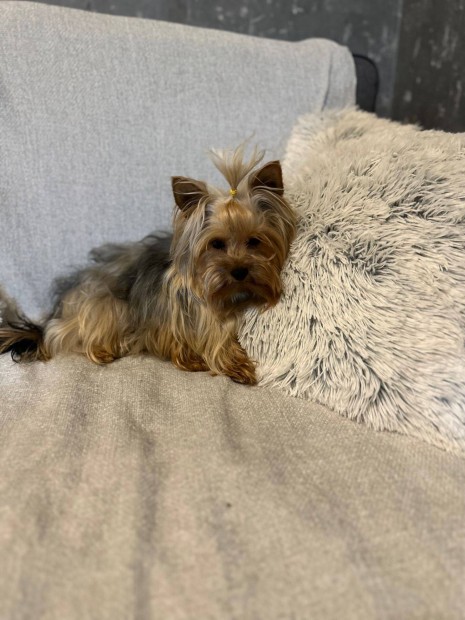 Yorkshire Terrier kislány (törzskönyvvel)