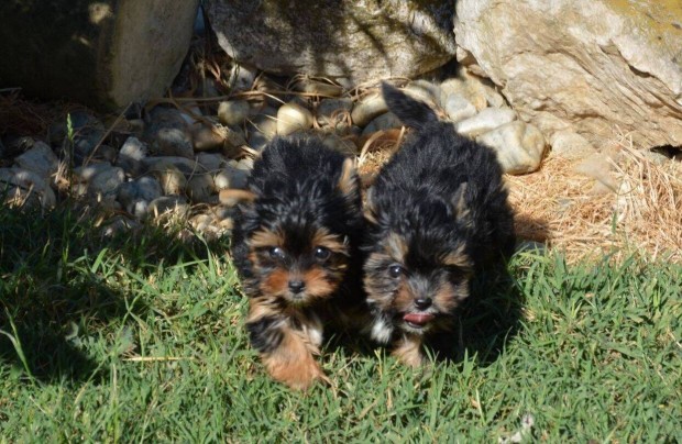 Yorkshire Terrier mini