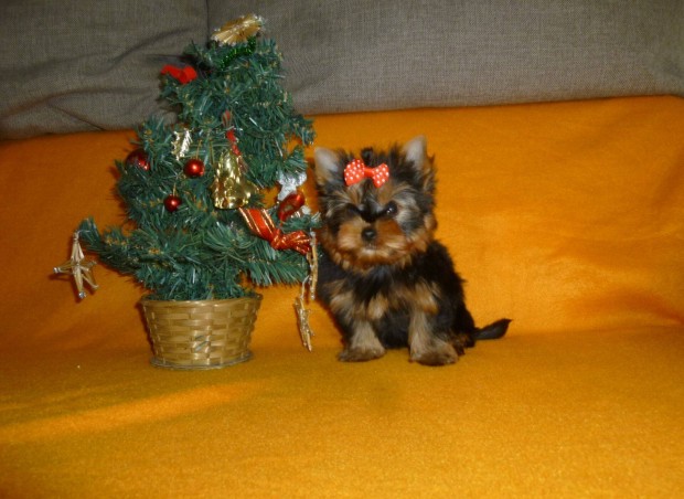 Yorkshire Terrier mini lny