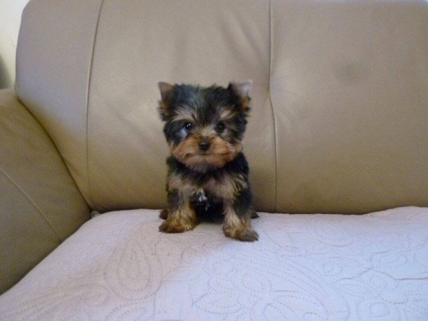 Yorkshire Terrier mini lny