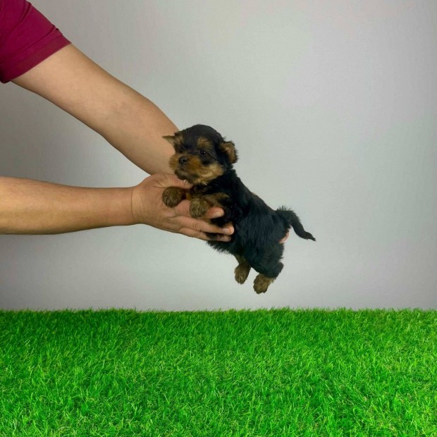 Yorkshire terrier Yorki