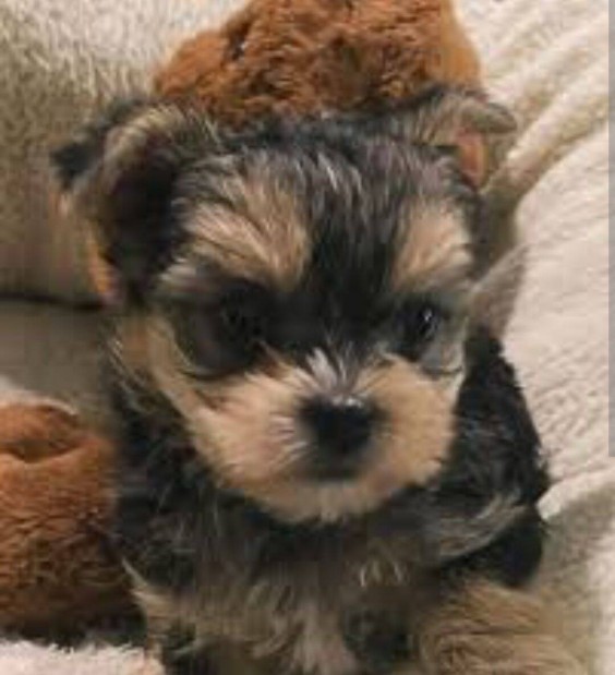 Yorkshire terrier,Yorki fajta jelleg kiskutyk ingyen elvihetk