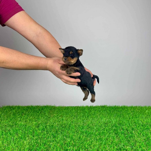 Yorkshire terrier Yorki kiskutya