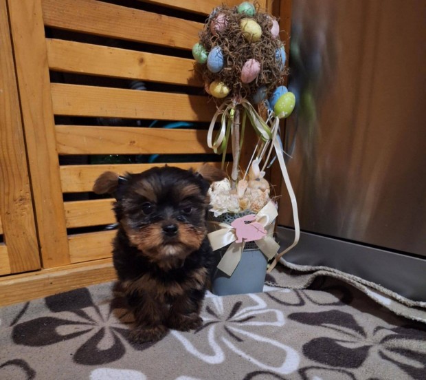 Yorkshire terrier (Yorki) jellegű kiskutyák
