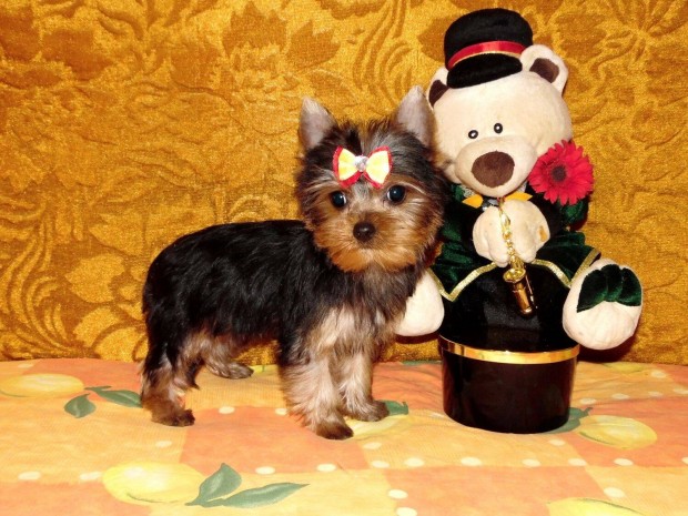Yorkshire terrier, Yorki törzskönyvvel eladó