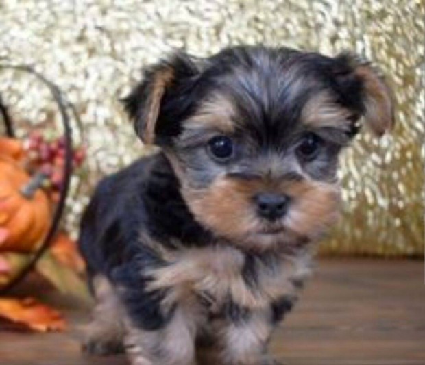 Yorkshire terrier, yorki fajta jelleg kiskutyk ingyen elvihetk