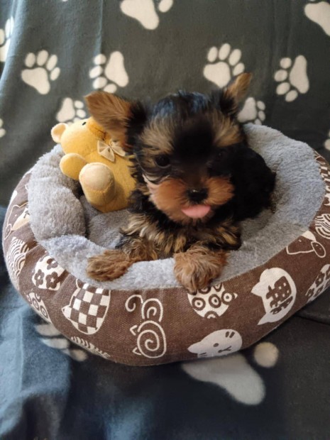 Yorkshire terrier, yorki kiskutya